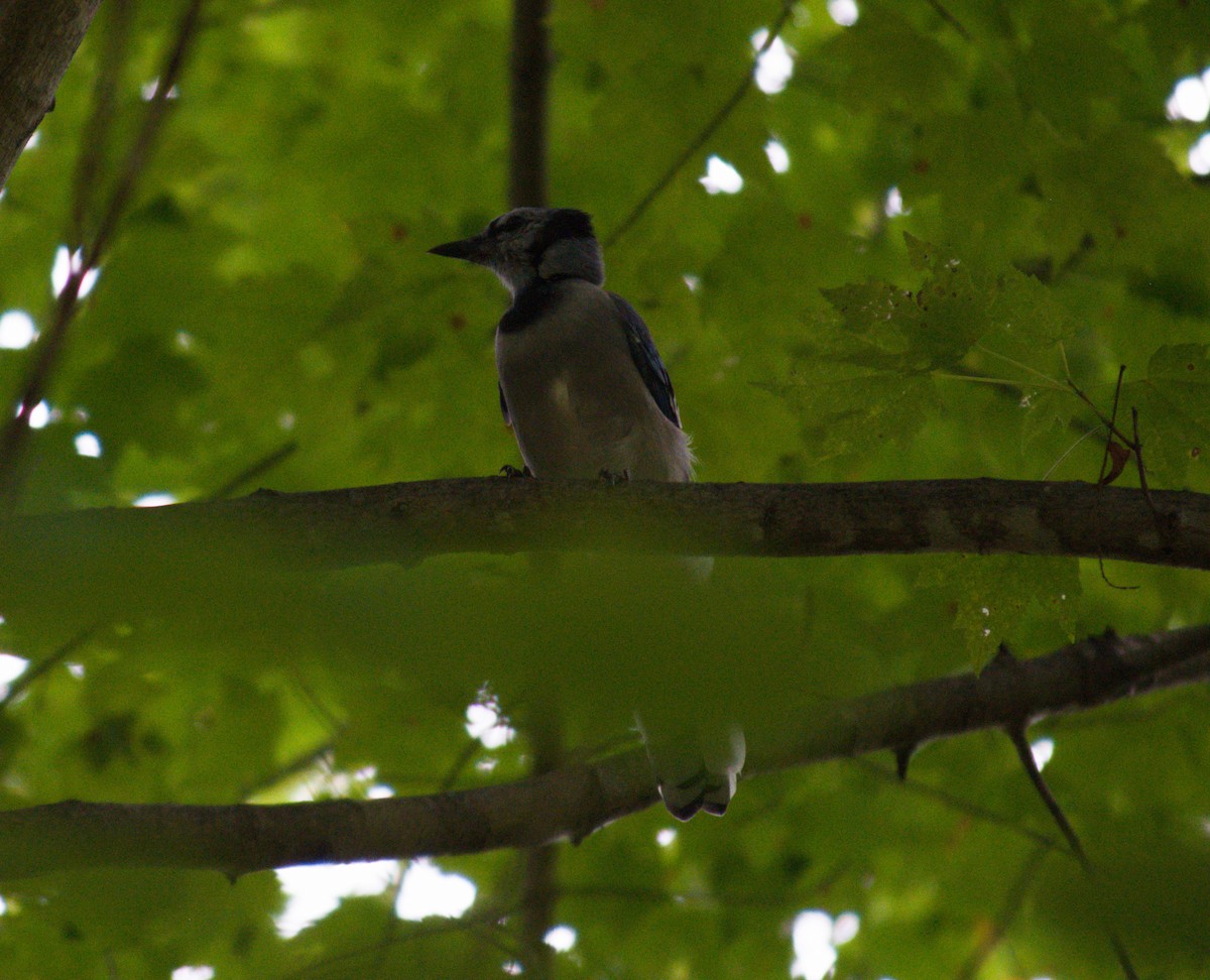 Blue Jay - ML641812816