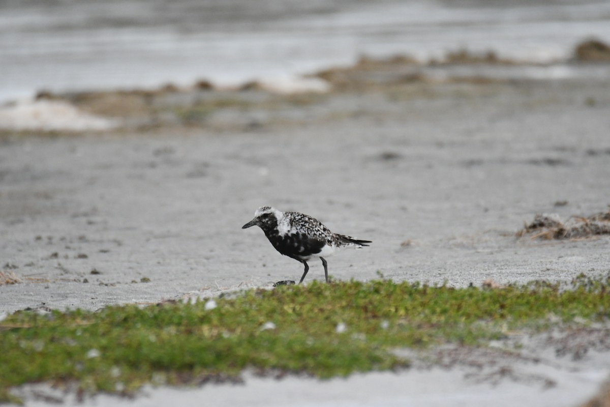 Black-bellied Plover - ML641812817