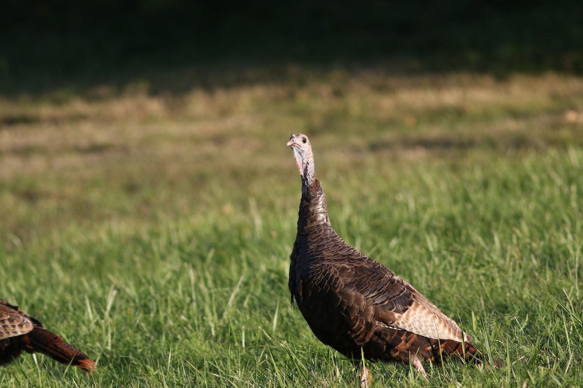Wild Turkey - ML641812818