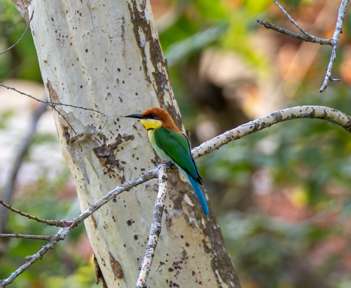 Chestnut-headed Bee-eater - ML641812819