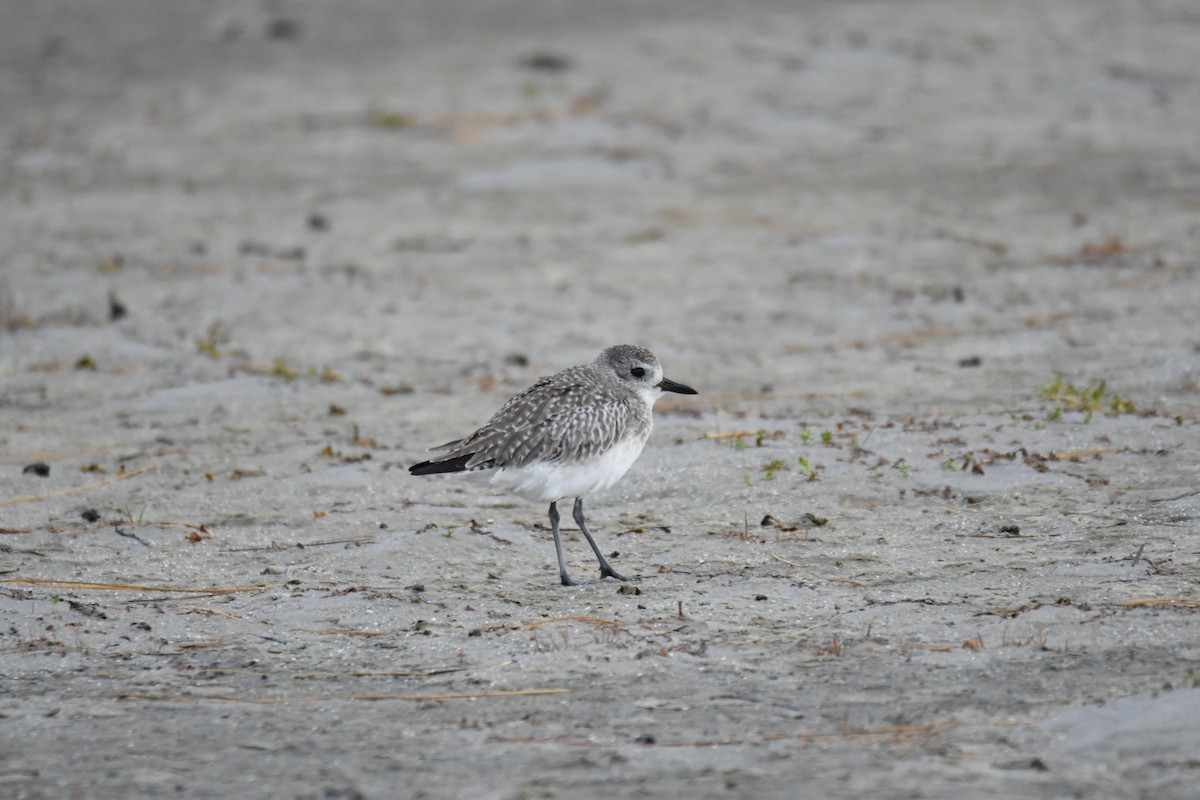 Black-bellied Plover - ML641812825
