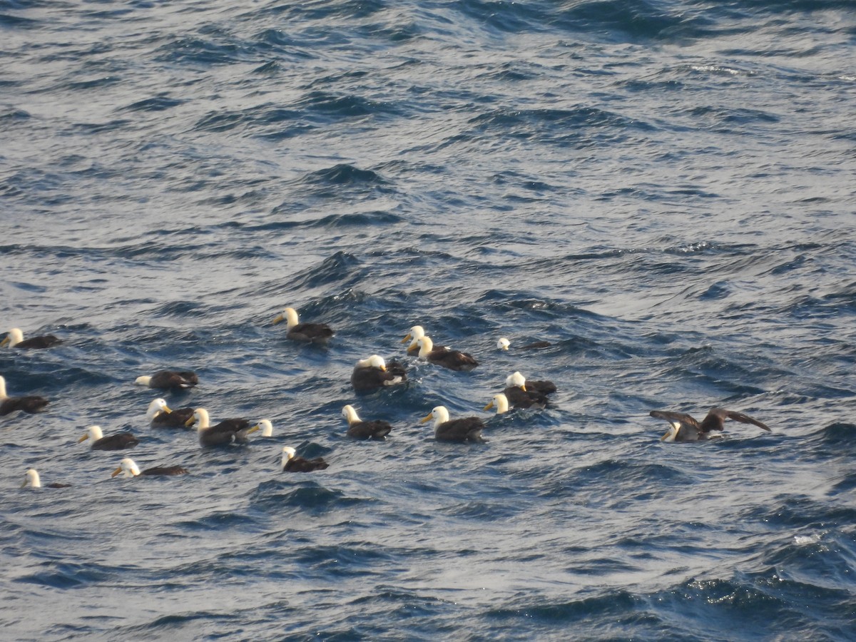 Waved Albatross - ML641812826