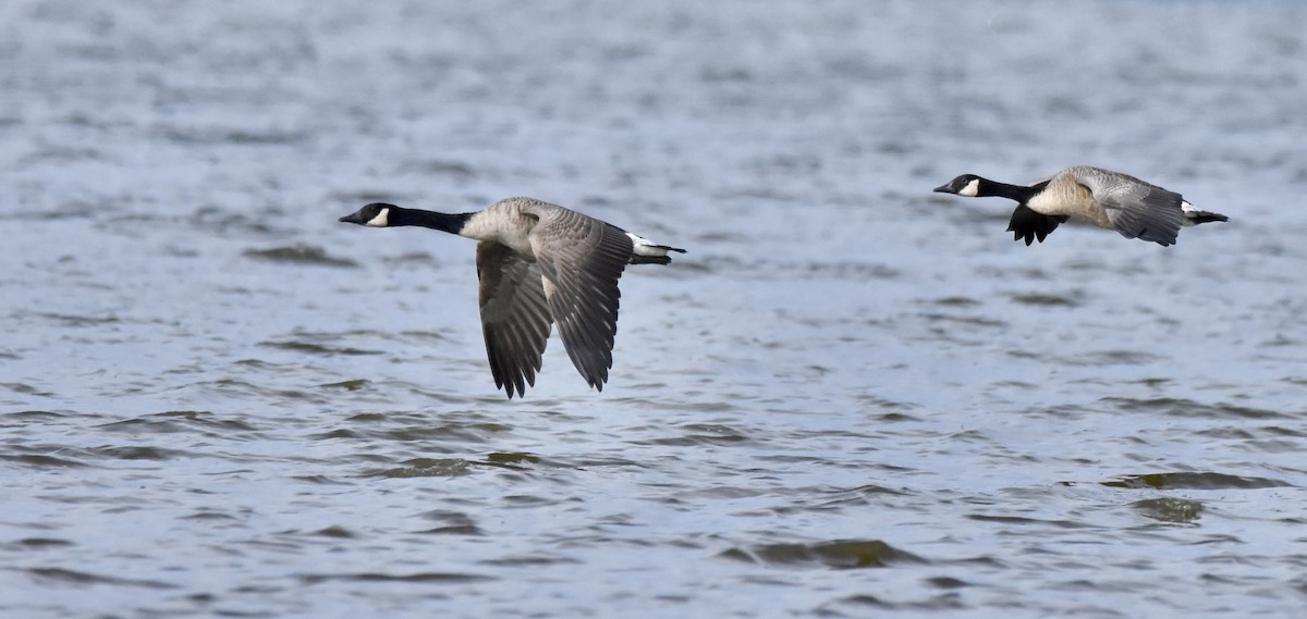 Canada Goose - ML641812827