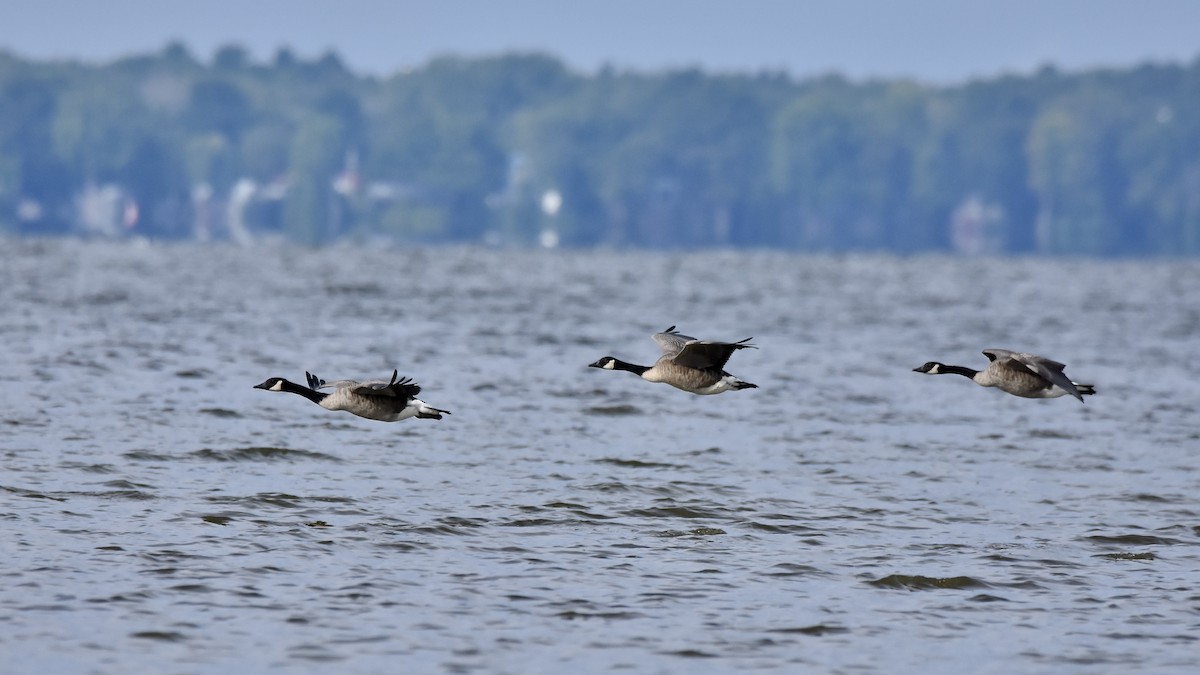 Canada Goose - ML641812828