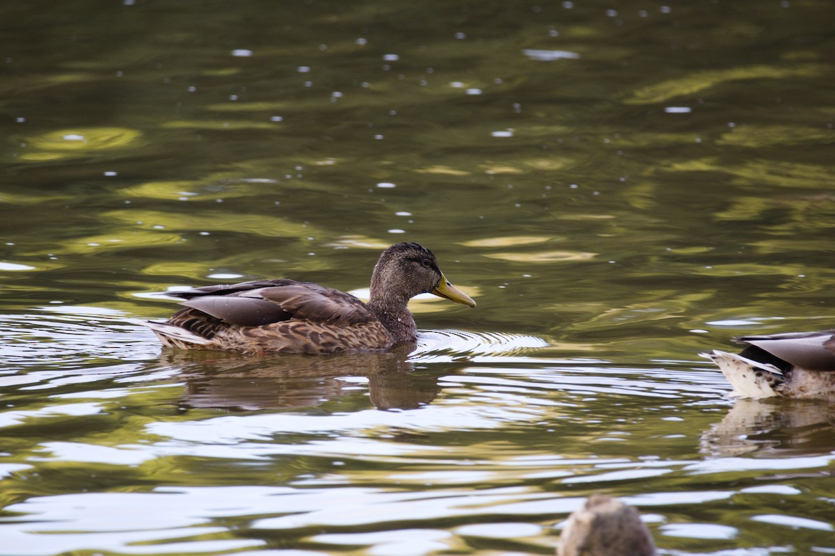 Mallard - ML641812829