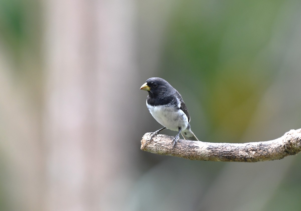 Dubois's Seedeater - ML641812833