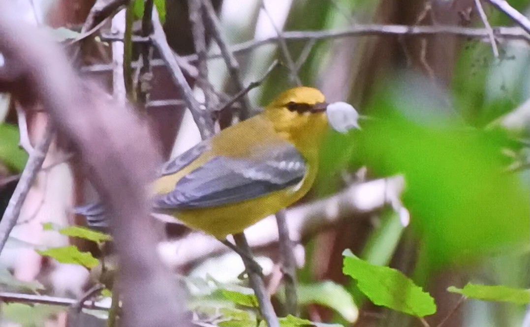 Blue-winged Warbler - ML641812834