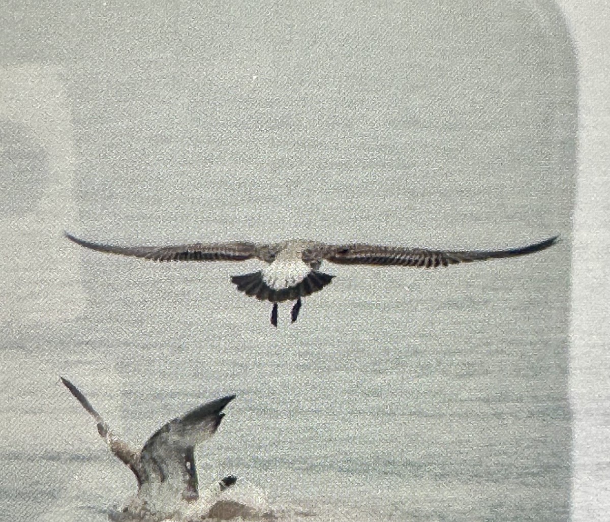Yellow-footed Gull - ML641812835