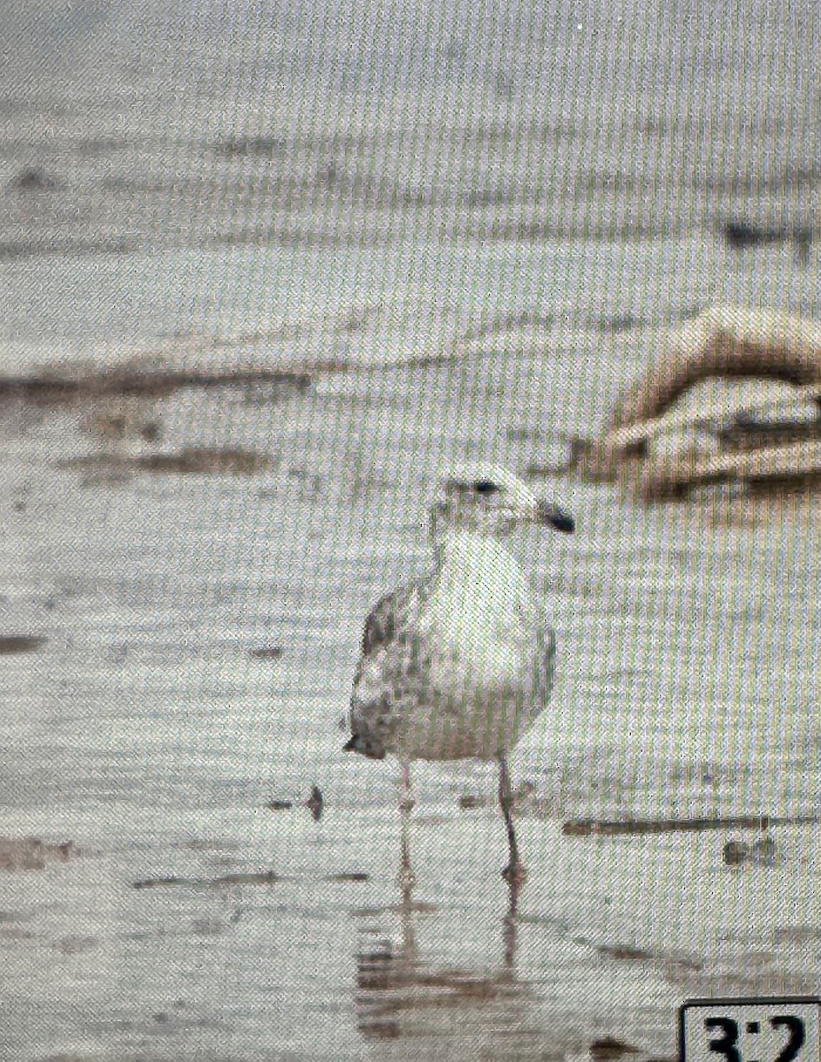 Yellow-footed Gull - ML641812836