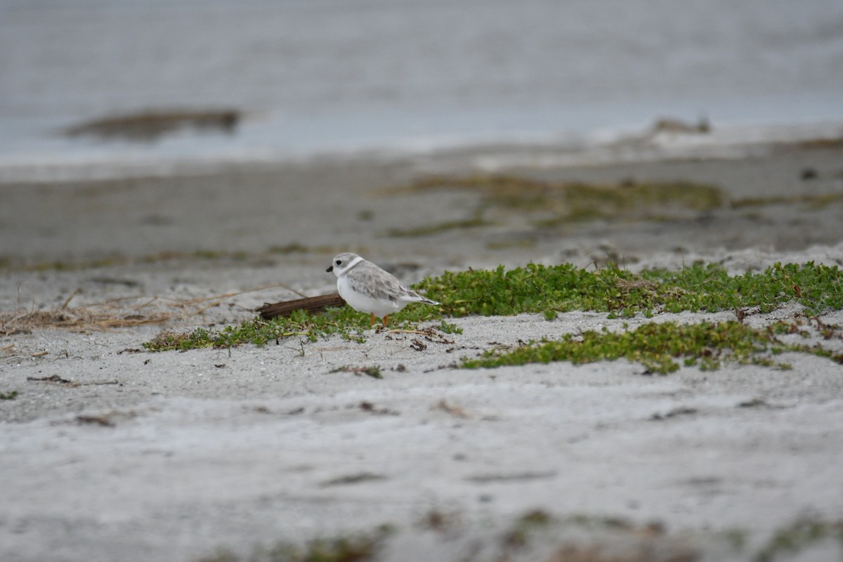 Piping Plover - ML641812837