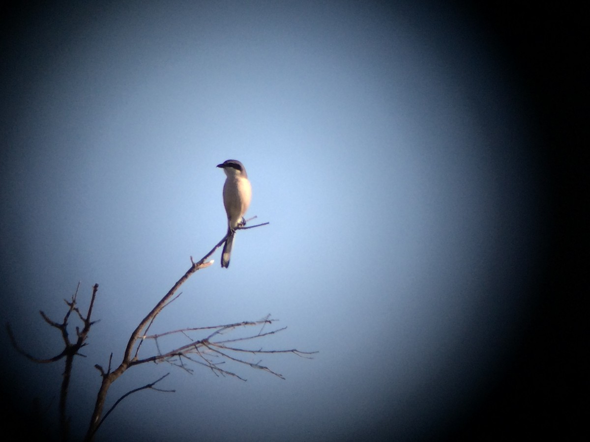Iberian Gray Shrike - ML641812838