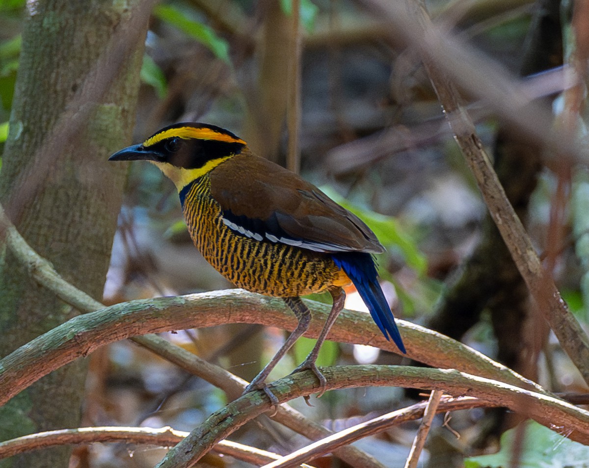 Javan Banded-Pitta - ML641812839