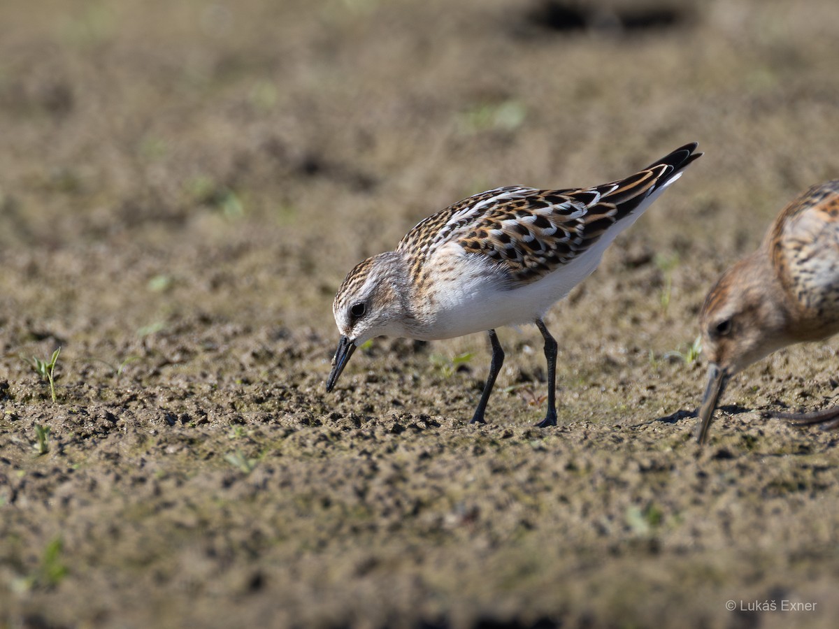 Little Stint - ML641812841