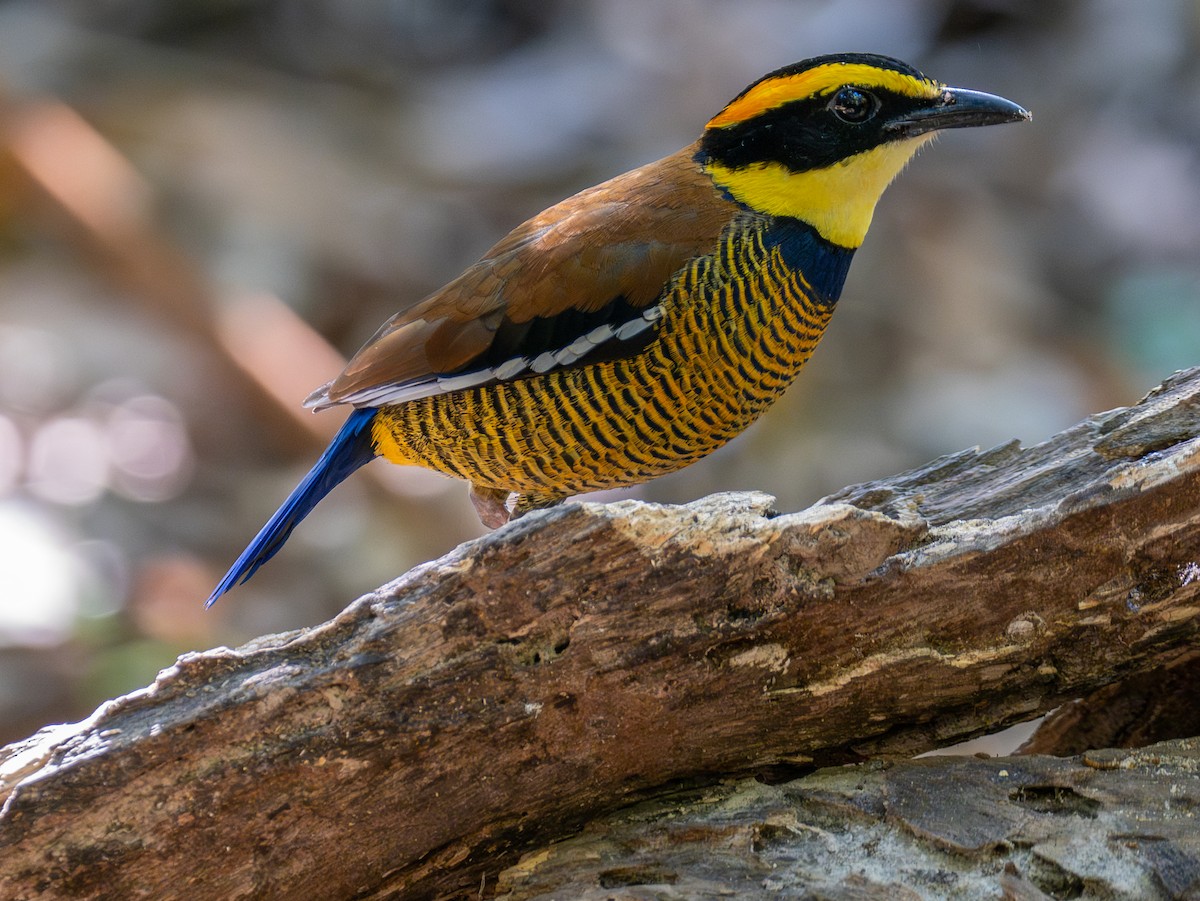 Javan Banded-Pitta - ML641812842