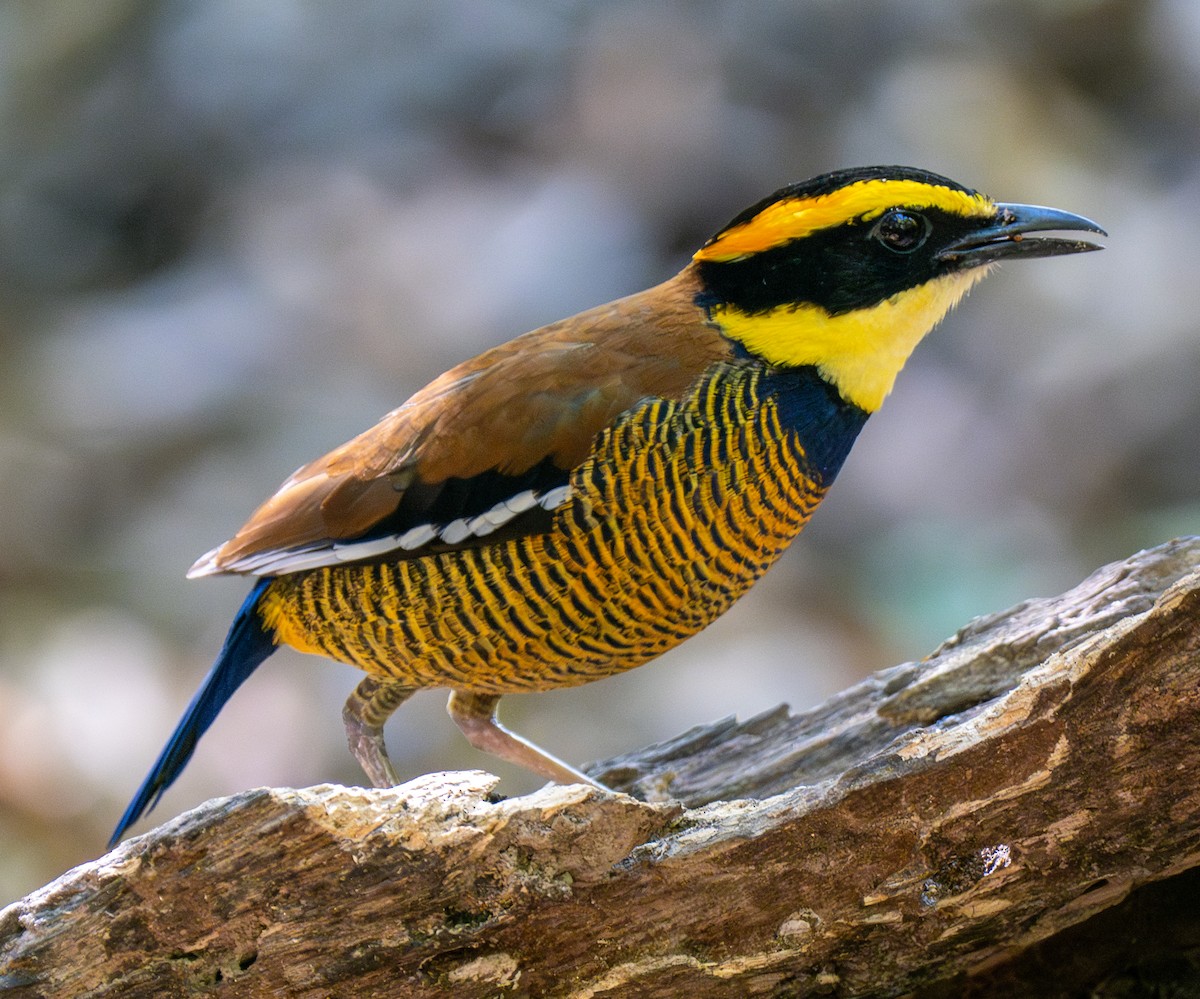 Javan Banded-Pitta - ML641812847