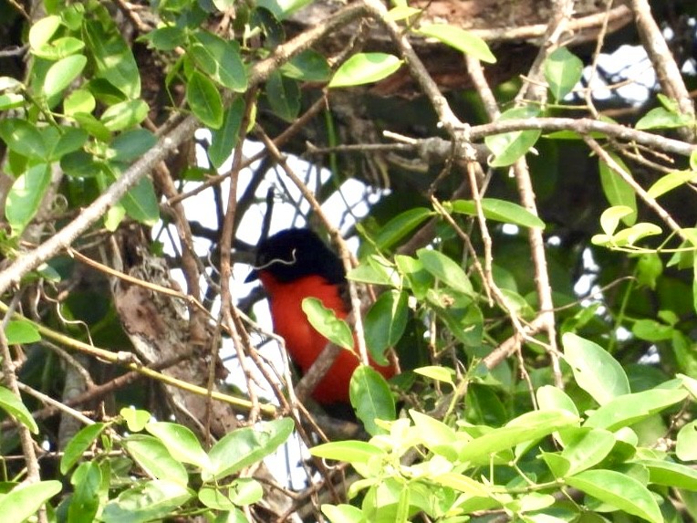 Black-headed Gonolek - ML641812848