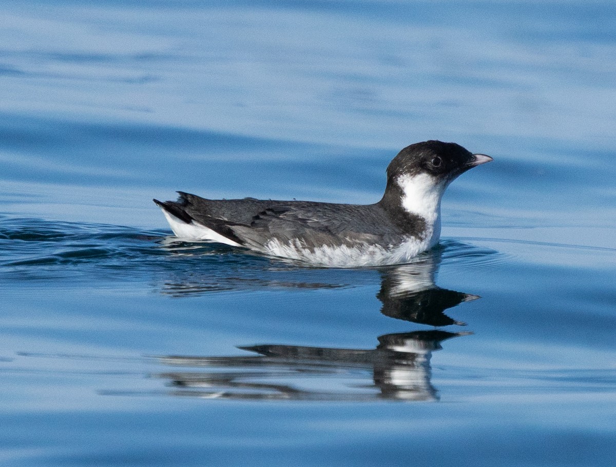 Ancient Murrelet - ML641812889