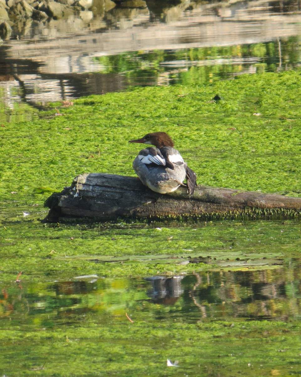 morčák velký - ML641812890