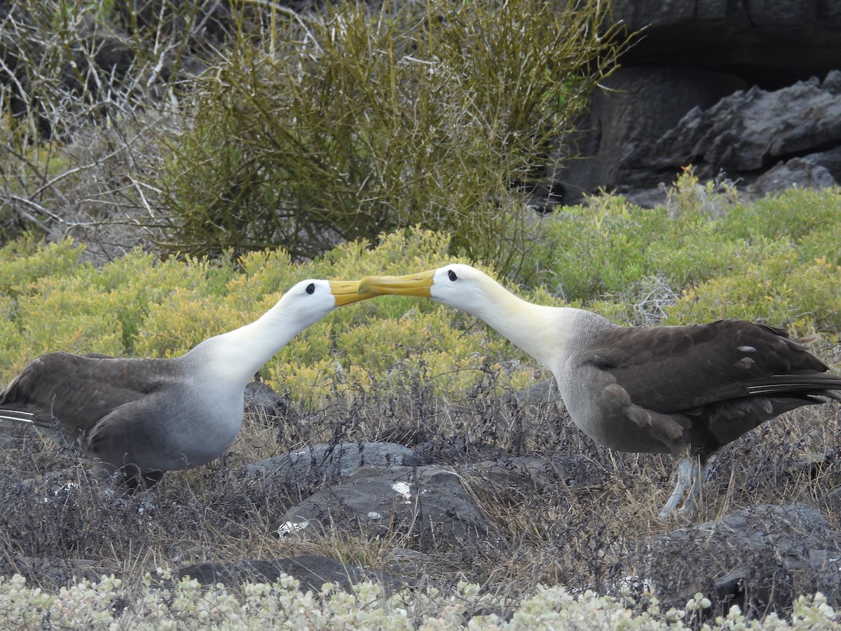 Waved Albatross - ML641812893