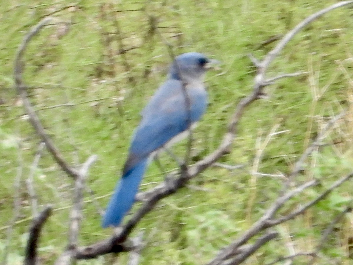 Mexican Jay - ML641812909