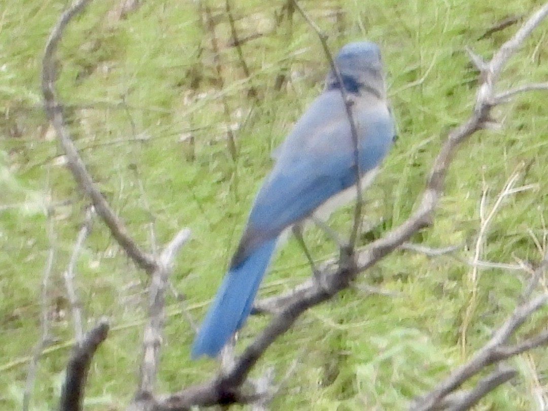 Mexican Jay - ML641812910