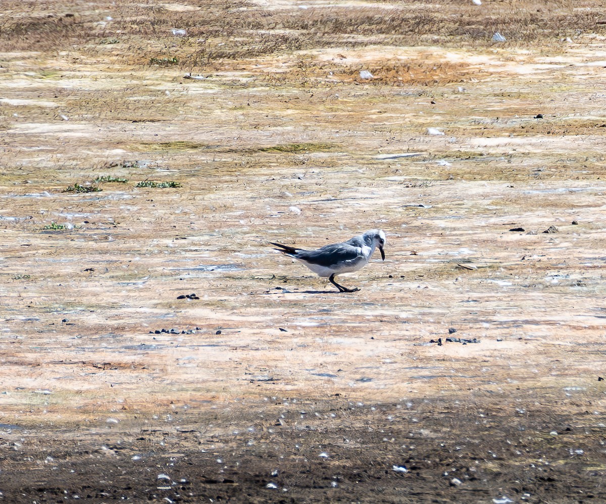 Laughing Gull - ML641812943