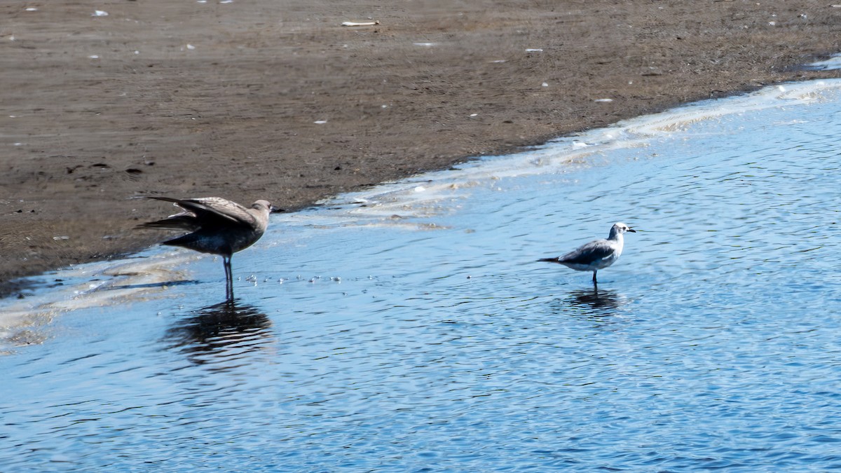 Laughing Gull - ML641812944