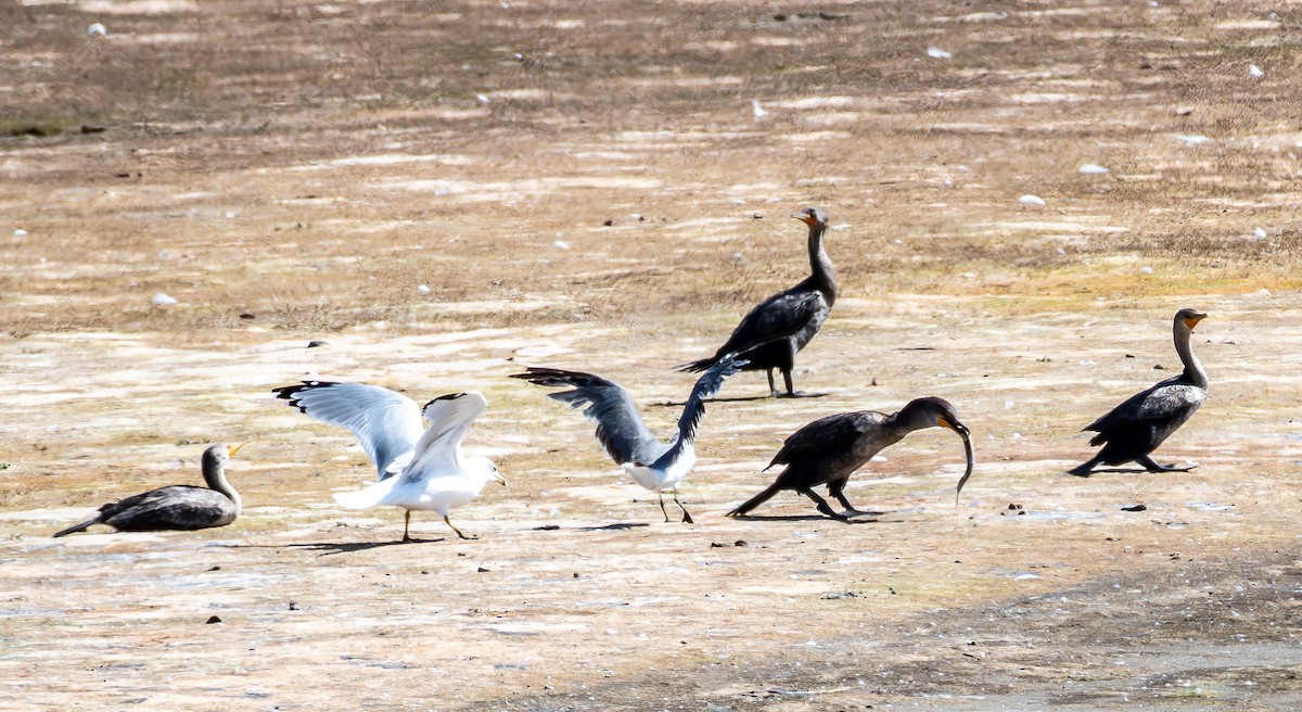 Laughing Gull - ML641812947