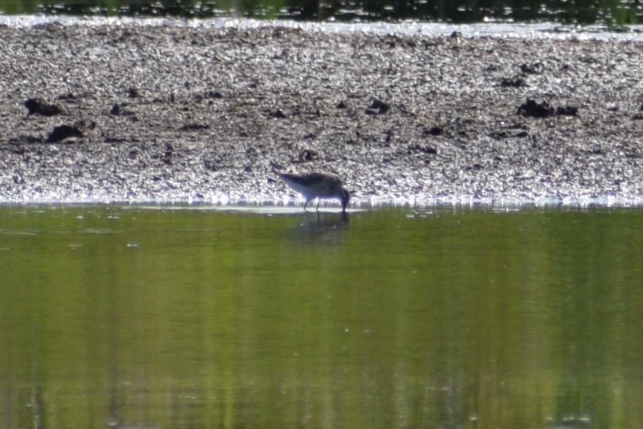 Stilt Sandpiper - ML641812986