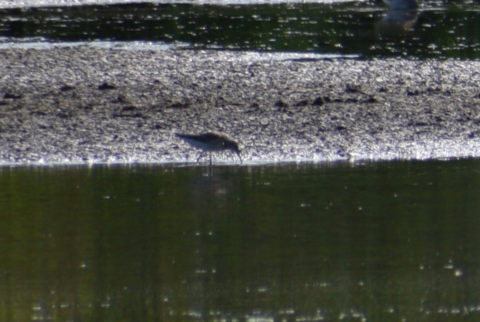Stilt Sandpiper - ML641812987