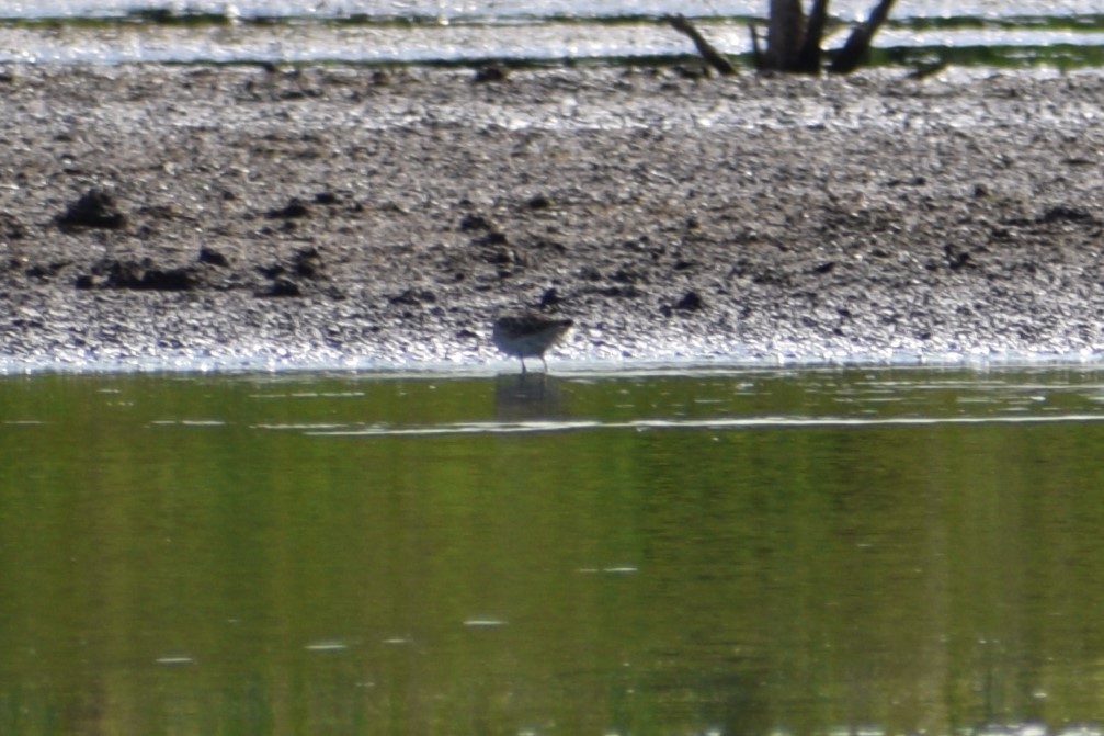 Stilt Sandpiper - ML641812988