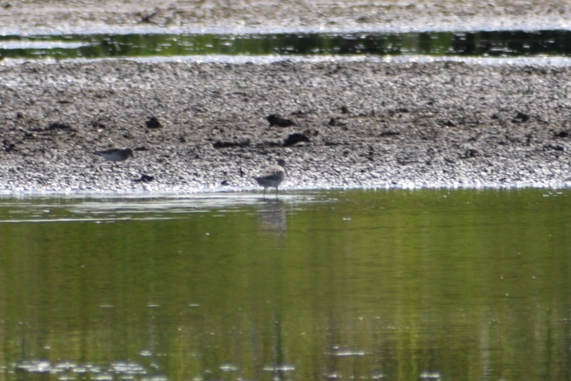 Stilt Sandpiper - ML641812989
