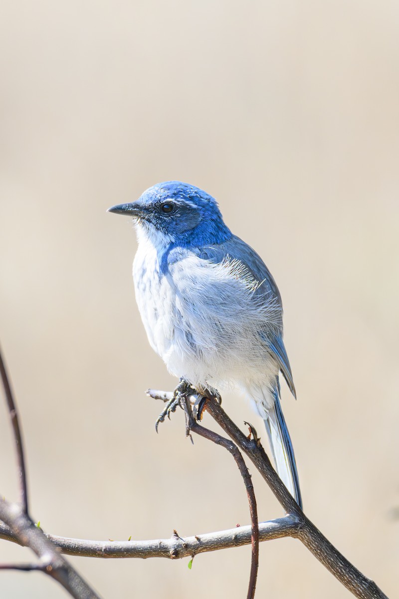 California Scrub-Jay - ML641813001
