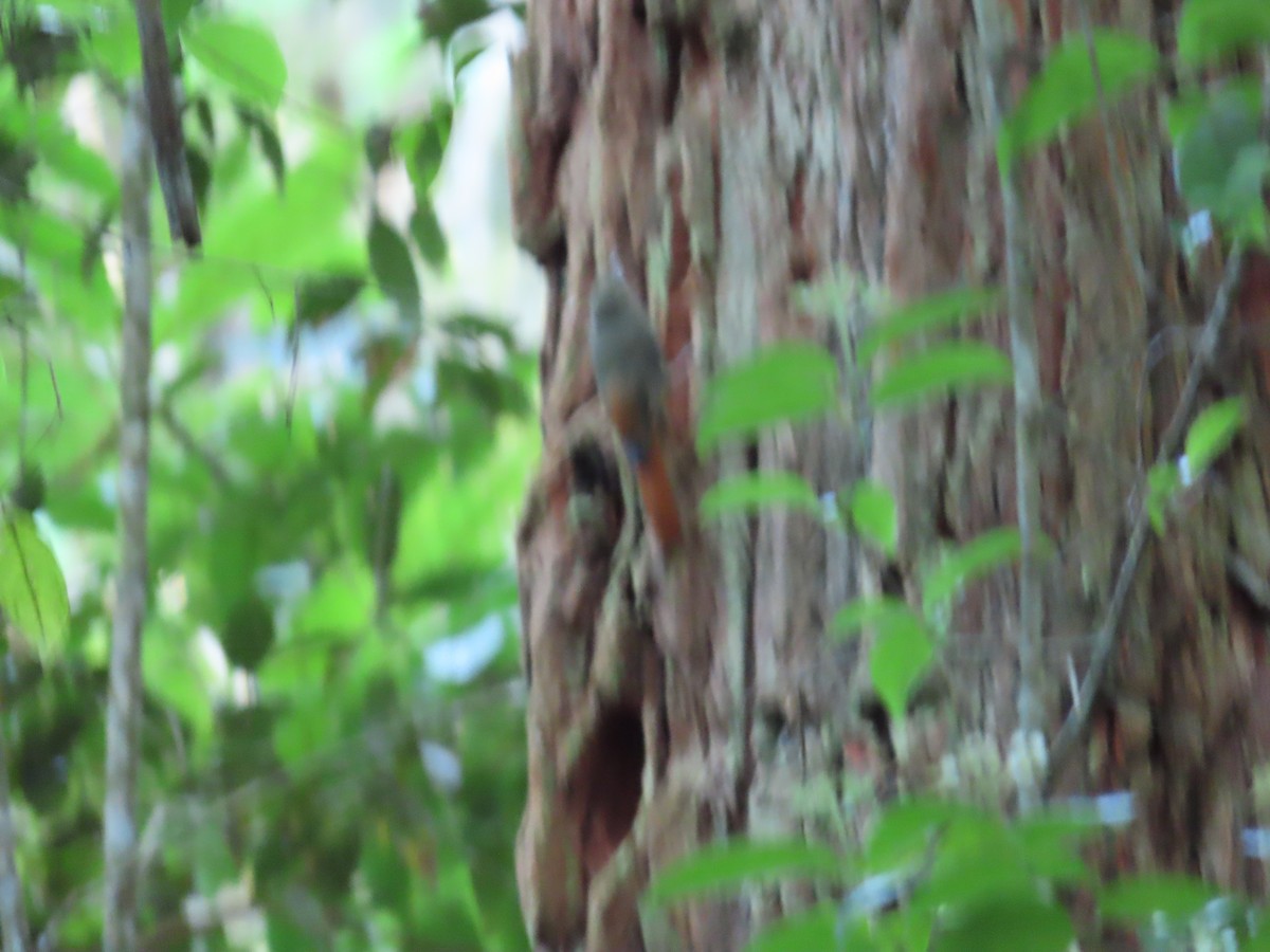 Olivaceous Woodcreeper - ML641813006