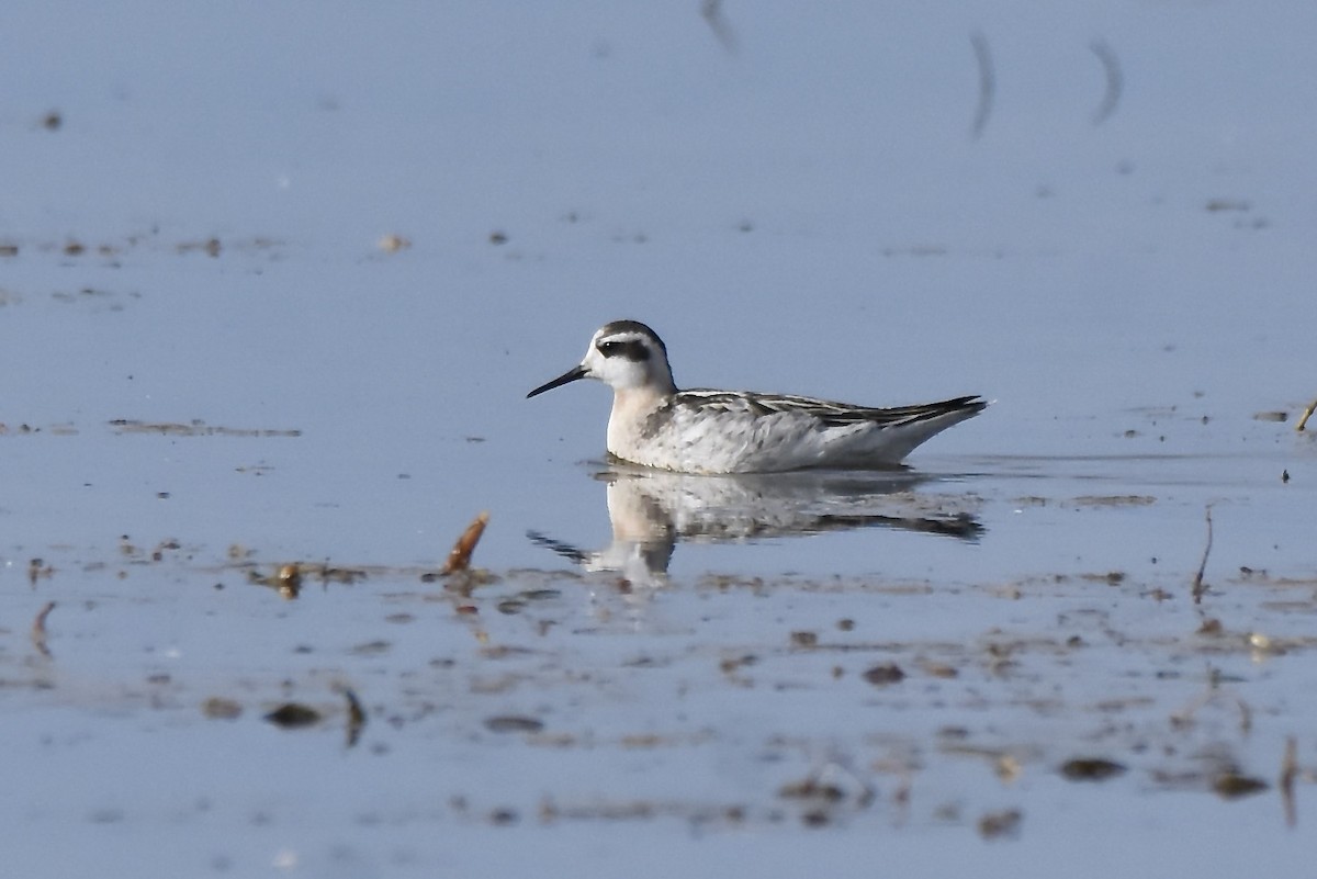 Red-necked Phalarope - ML641813033