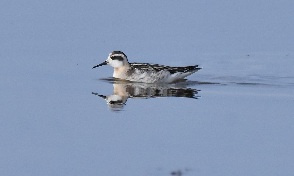 Red-necked Phalarope - ML641813034