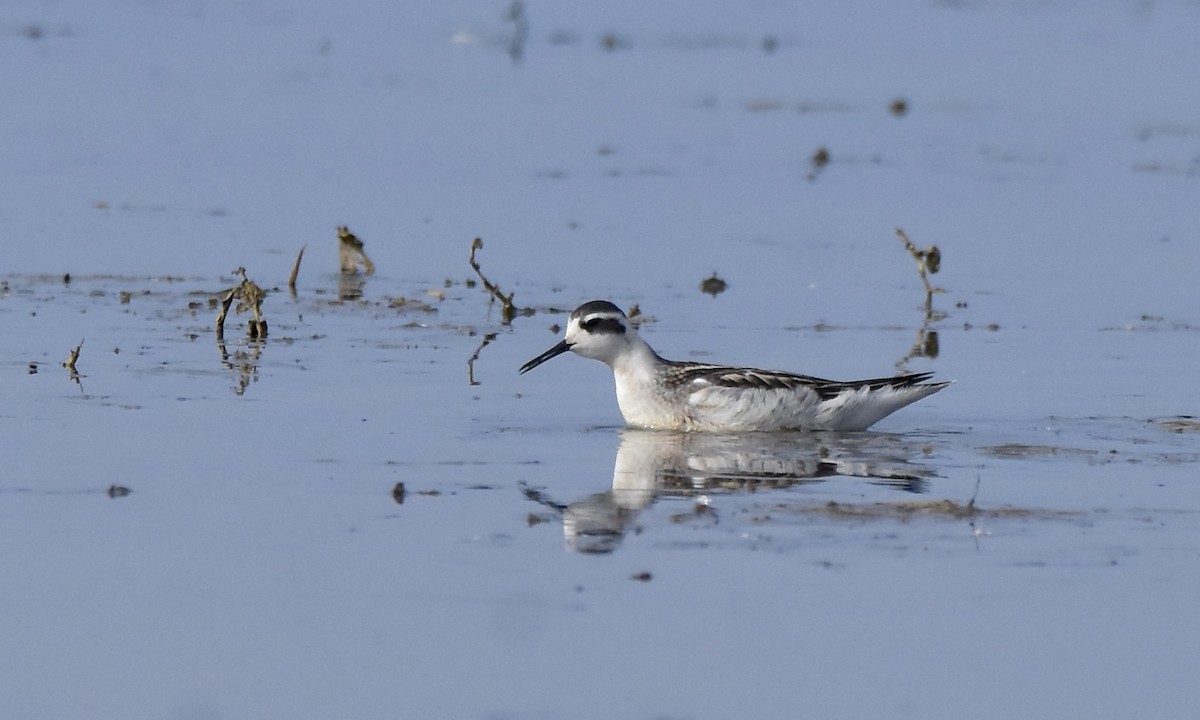 Red-necked Phalarope - ML641813035
