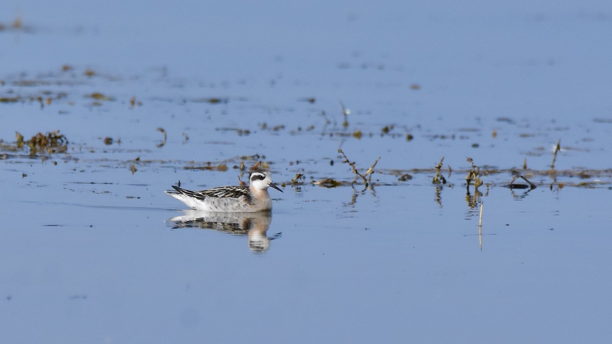 Red-necked Phalarope - ML641813036