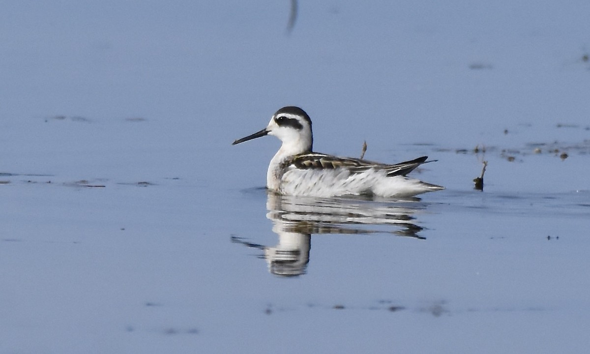 Red-necked Phalarope - ML641813037