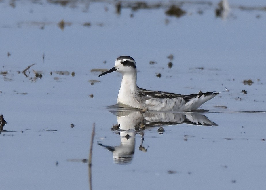 Red-necked Phalarope - ML641813039