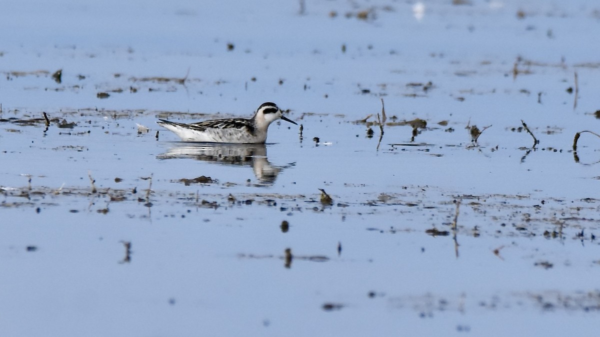 Red-necked Phalarope - ML641813040