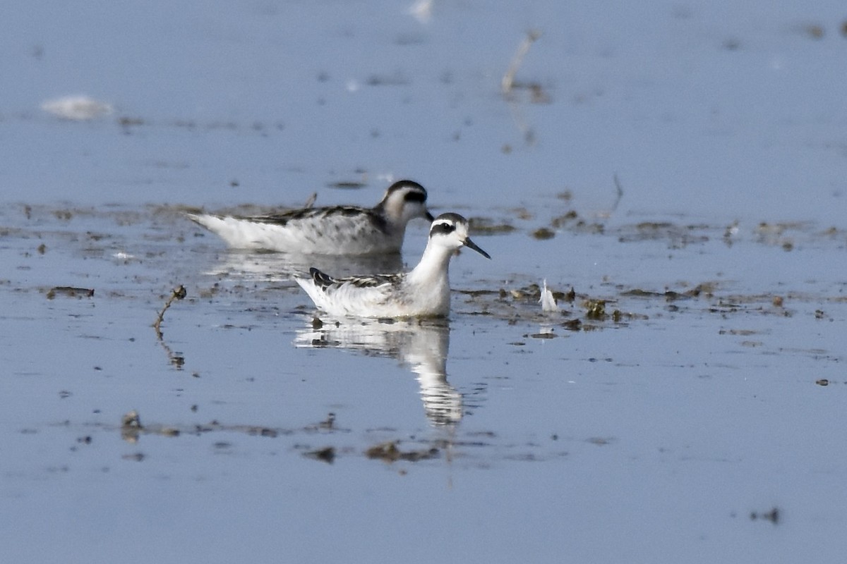 Red-necked Phalarope - ML641813041