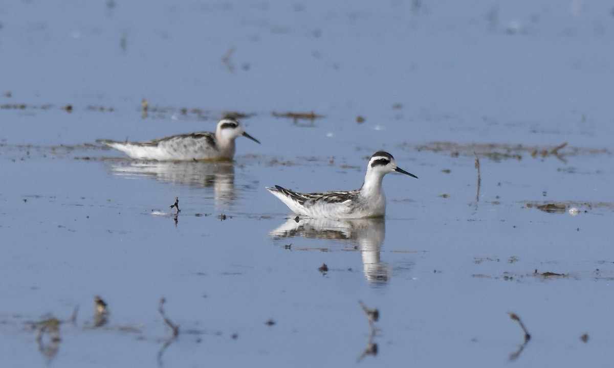 Red-necked Phalarope - ML641813042
