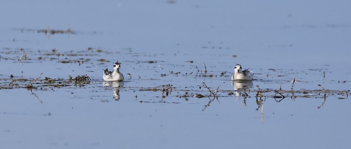 Red-necked Phalarope - ML641813043