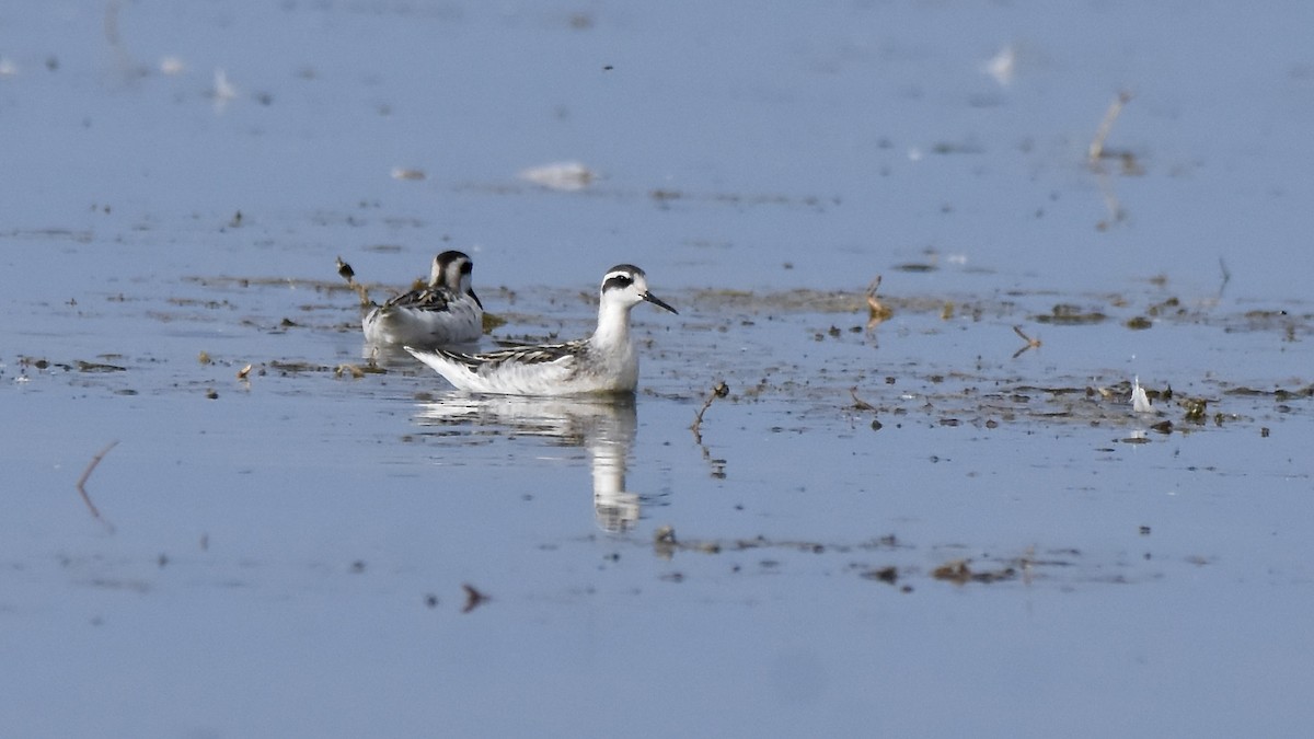 Red-necked Phalarope - ML641813045