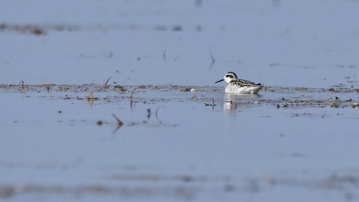 Red-necked Phalarope - ML641813047