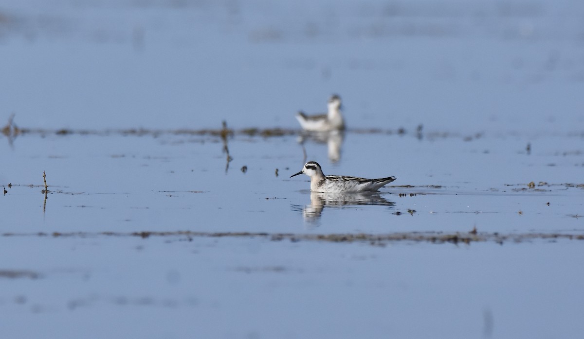 Red-necked Phalarope - ML641813048