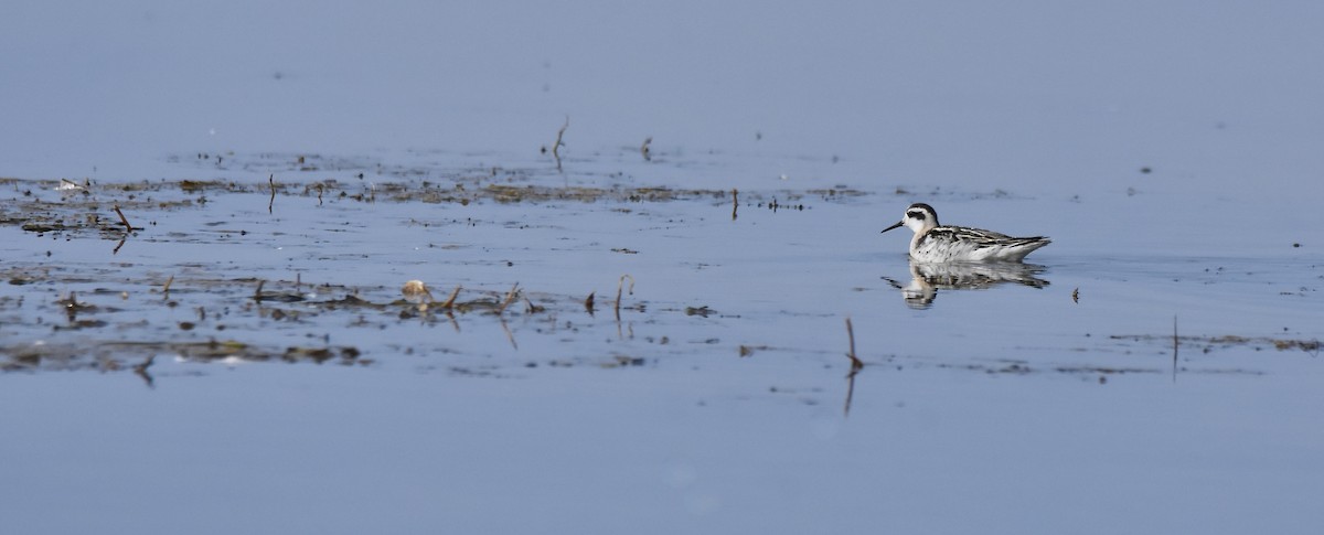 Red-necked Phalarope - ML641813049