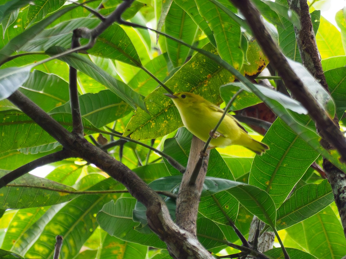 Reinita de Manglar - ML641813050