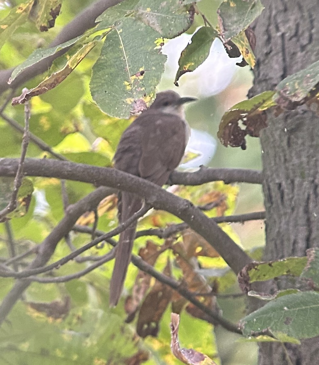 Black-billed Cuckoo - ML641813053